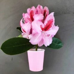 Pack 100 Gobelets Carton Rose 21 Cl -Vacances Vaisselle Magasin pack 75 gobelets carton rose 25 gratuits 3